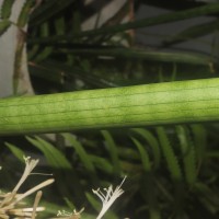 Dracaena angolensis (Welw. ex Carrière) Byng & Christenh.